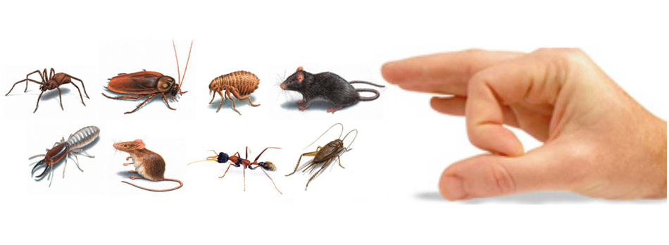 Termite Pest Control Ranchi, Patna, Mumbai, Varanasi, Gwalior, Kolkata